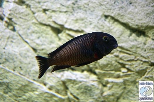 Tropheus sp. 'red' Kiku